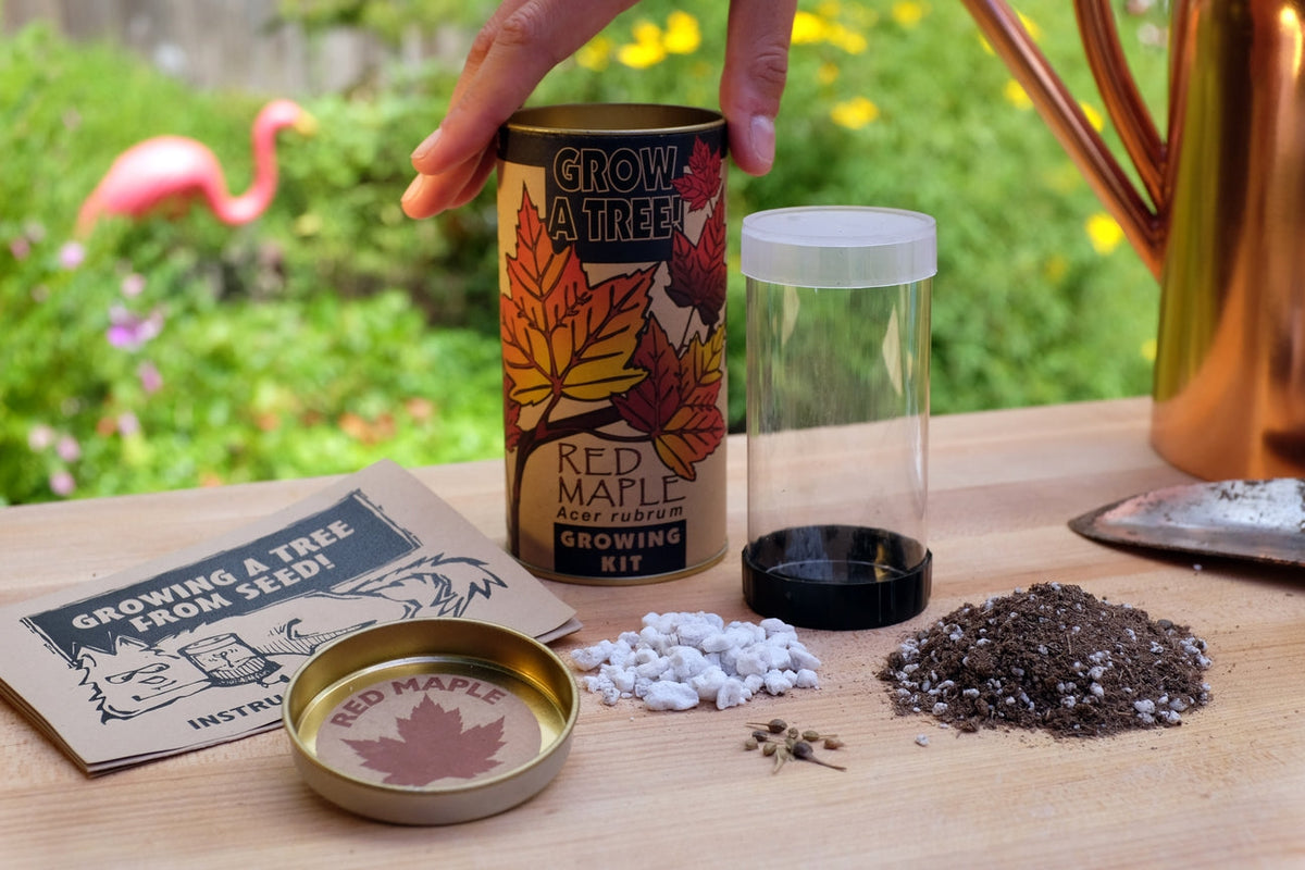 Red Maple Tree  Seed Grow Kit