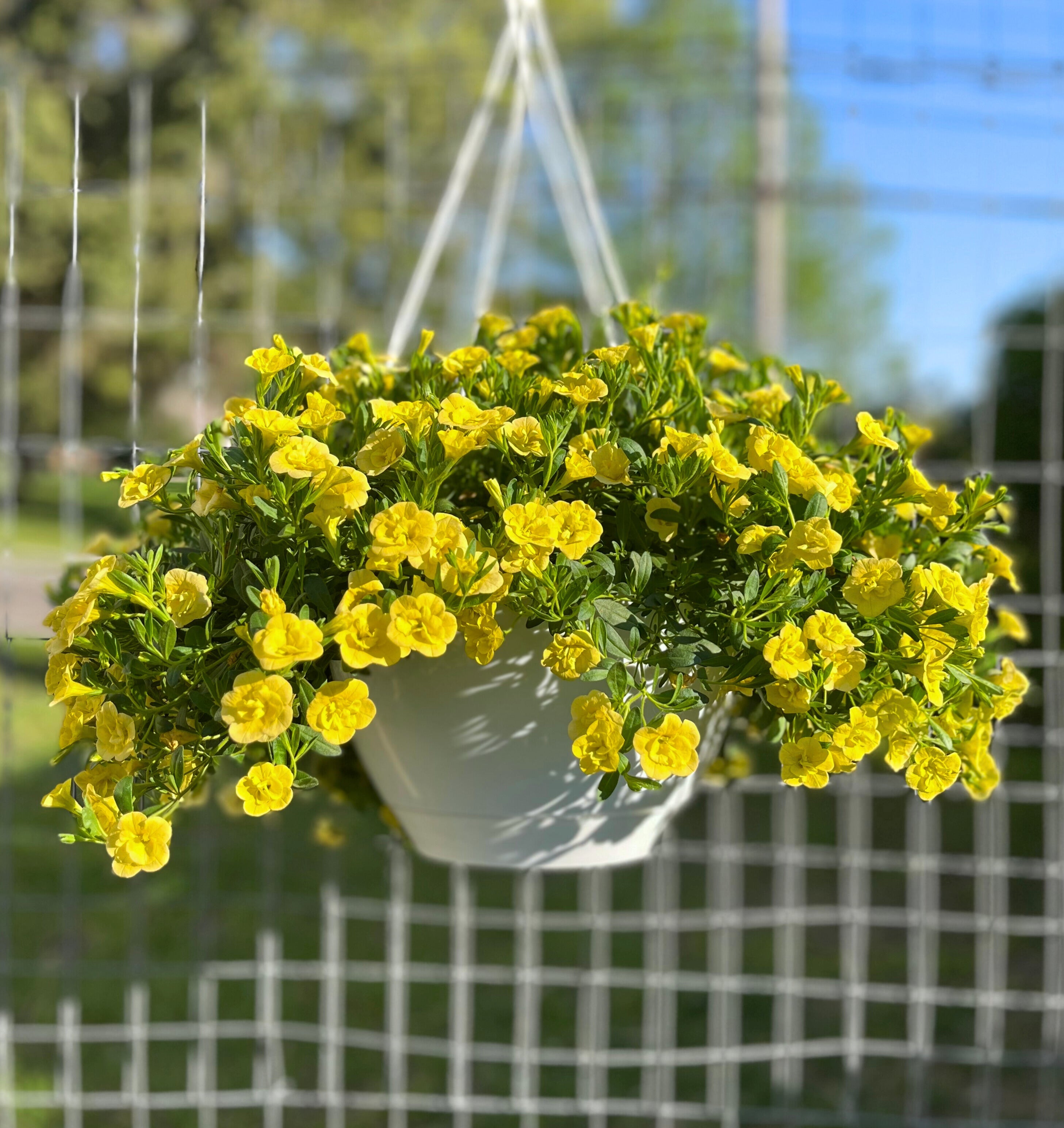 Million Bells Hanging Basket