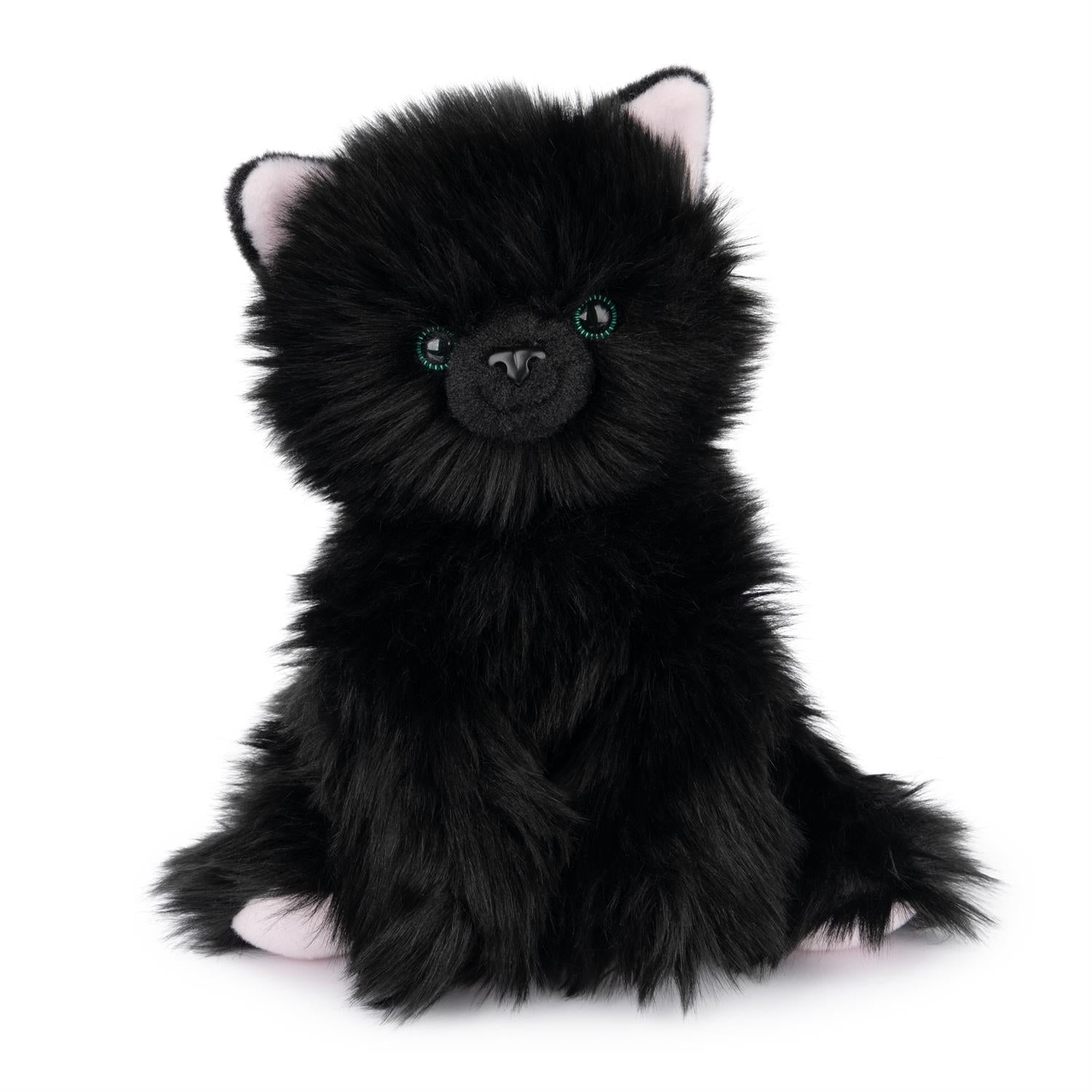 Xavier  Kitten