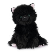 Xavier  Kitten