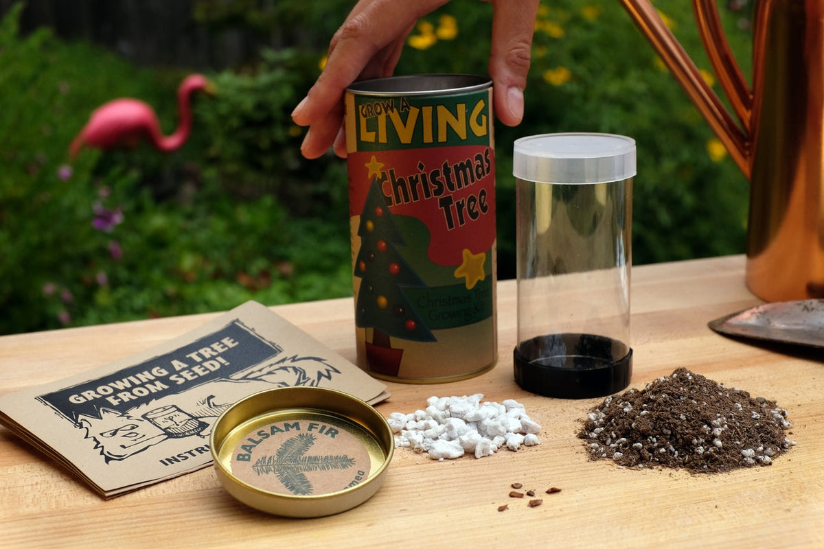 Living Christmas Tree  Seed Grow Kit