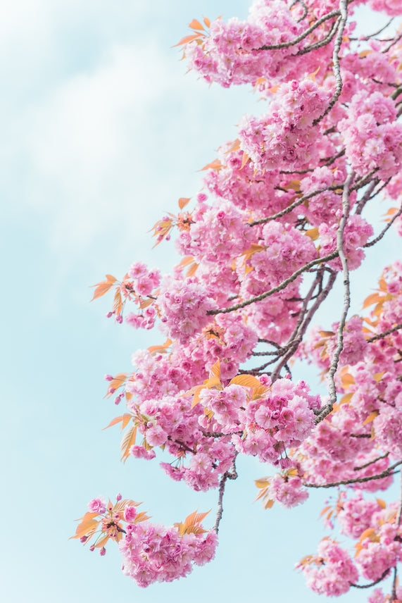 Flowering Cherry Blossom  Seed Grow Kit