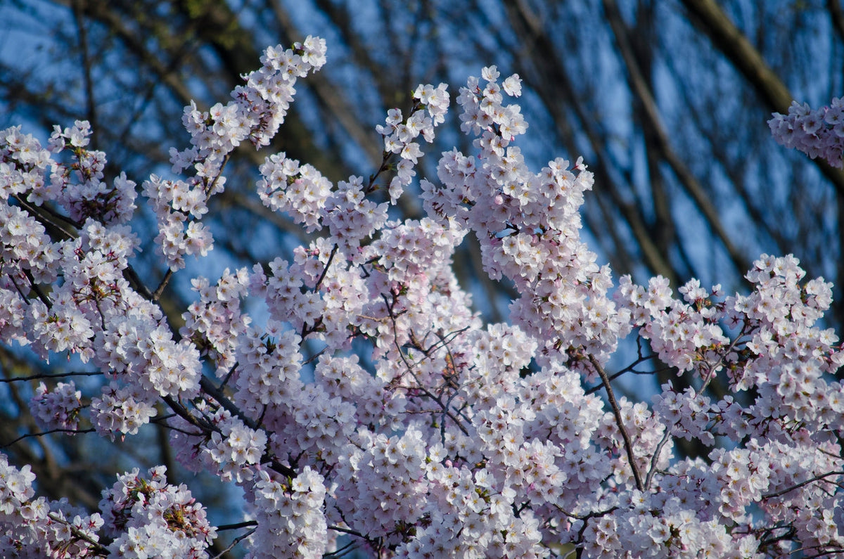 Flowering Cherry Blossom  Seed Grow Kit