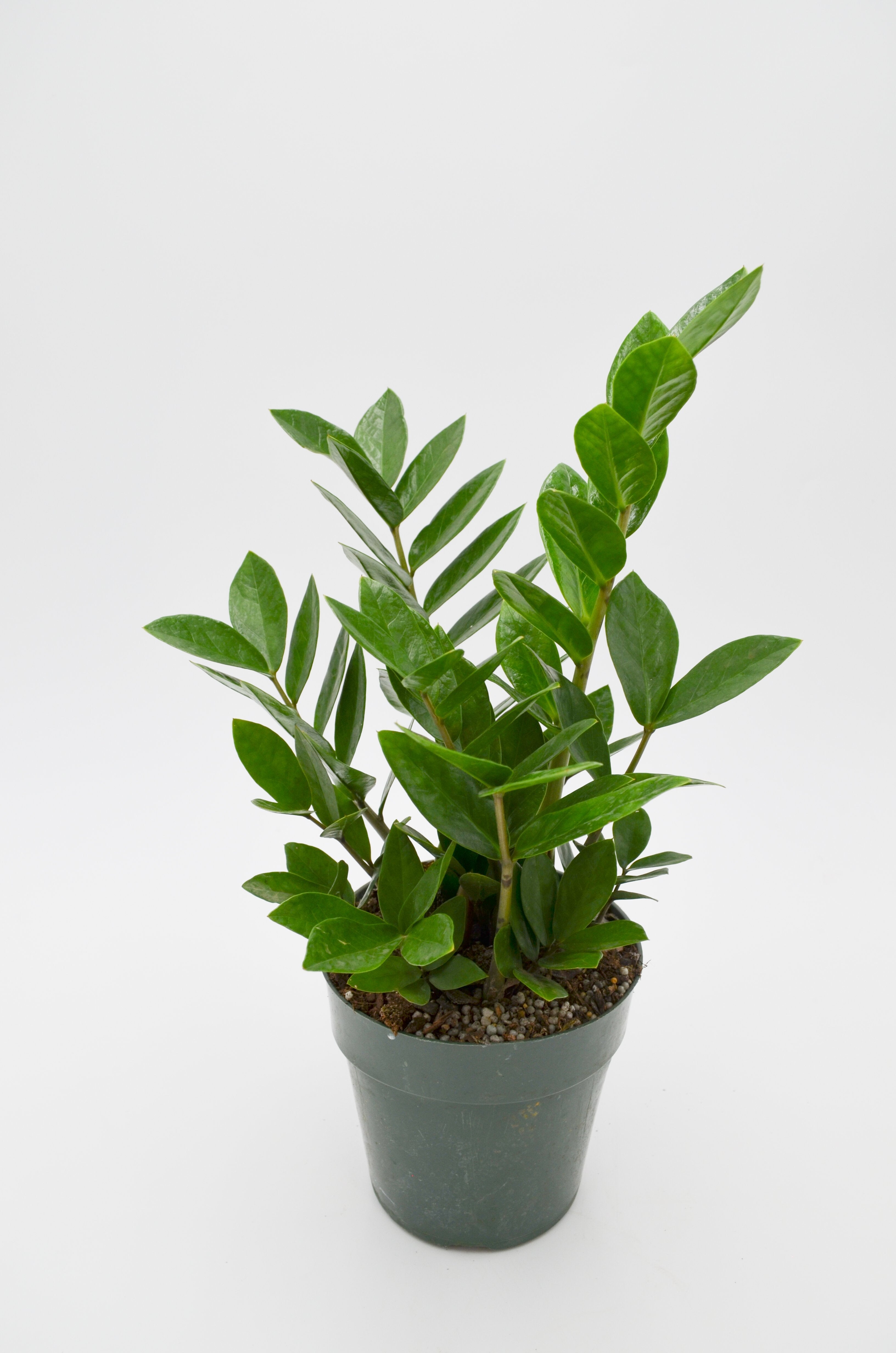 ZZ Plant Zamioculcas Zamiifolia